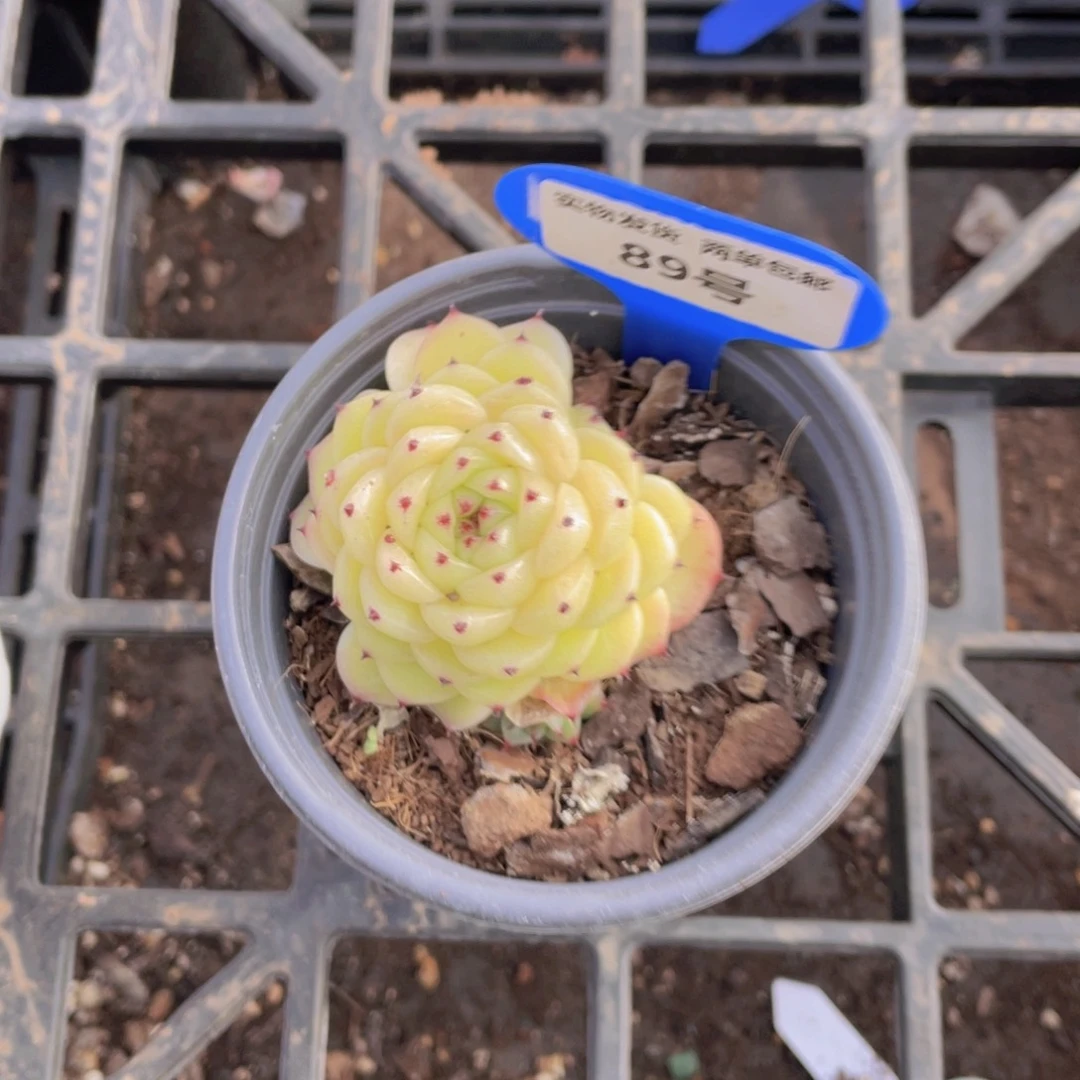 89号 全状态芙蕖麦秆群一个