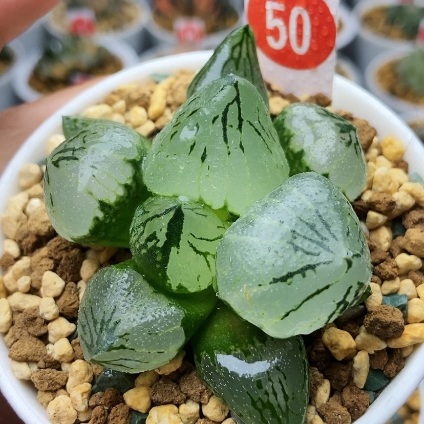 【闪购商品】杨贵妃50