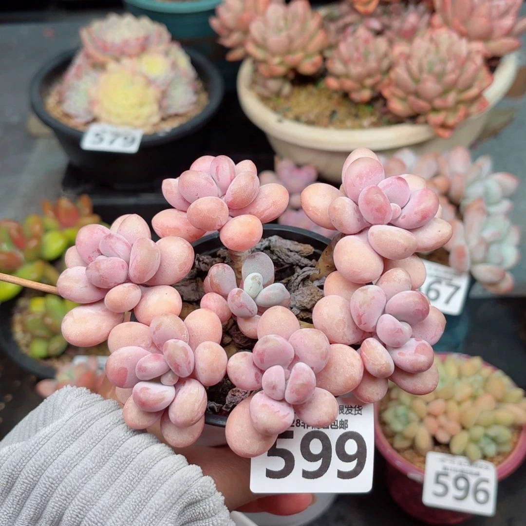 糖果桃蛋6头无盆土发货