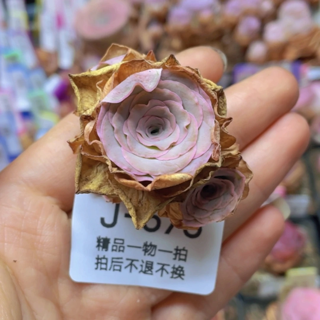 山地玫瑰幻音J575