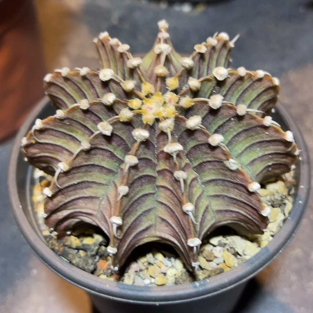 肋骨牡丹一物一拍