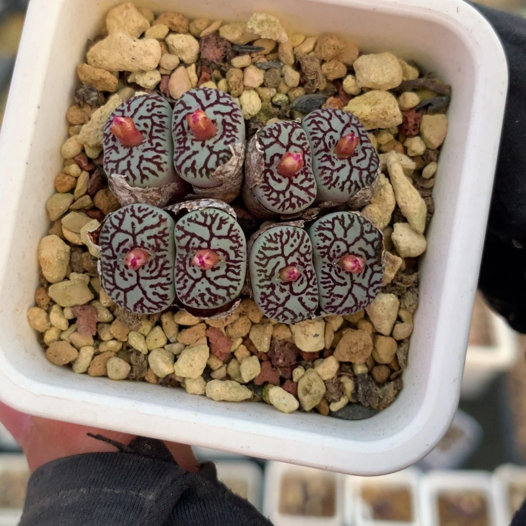 78号韩系八重墨母本