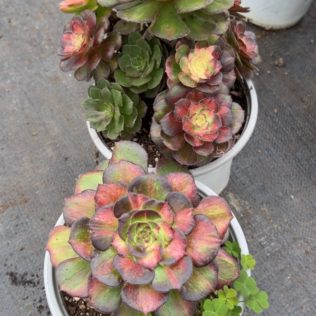 46海王七彩2颗多肉