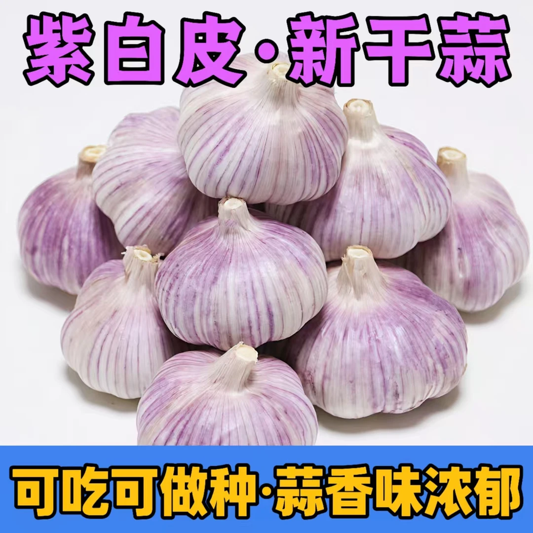 正宗紫白皮大蒜新鲜干大蒜香辣饱满可吃可种可出芽