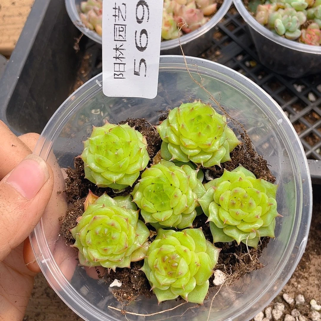 多肉植物多肉植物569