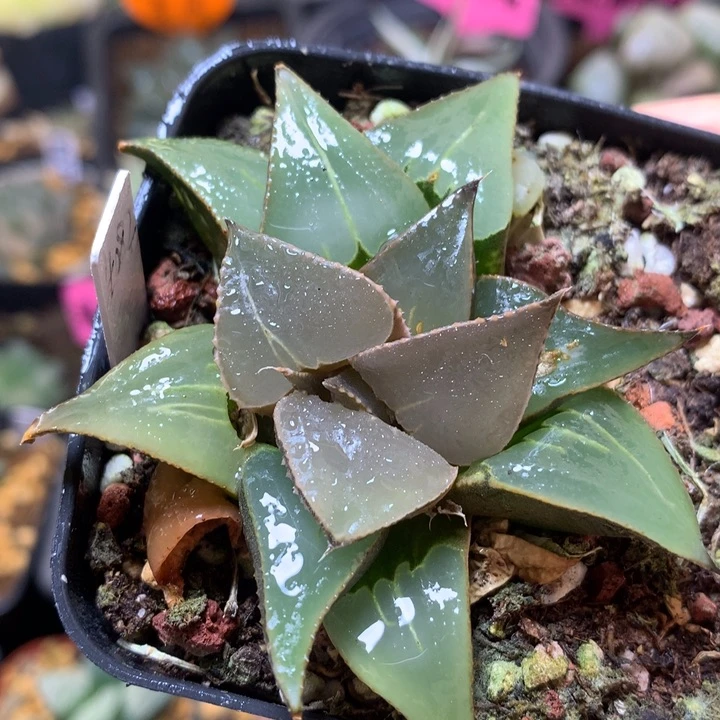 果冻带盆土发货 yiwjy