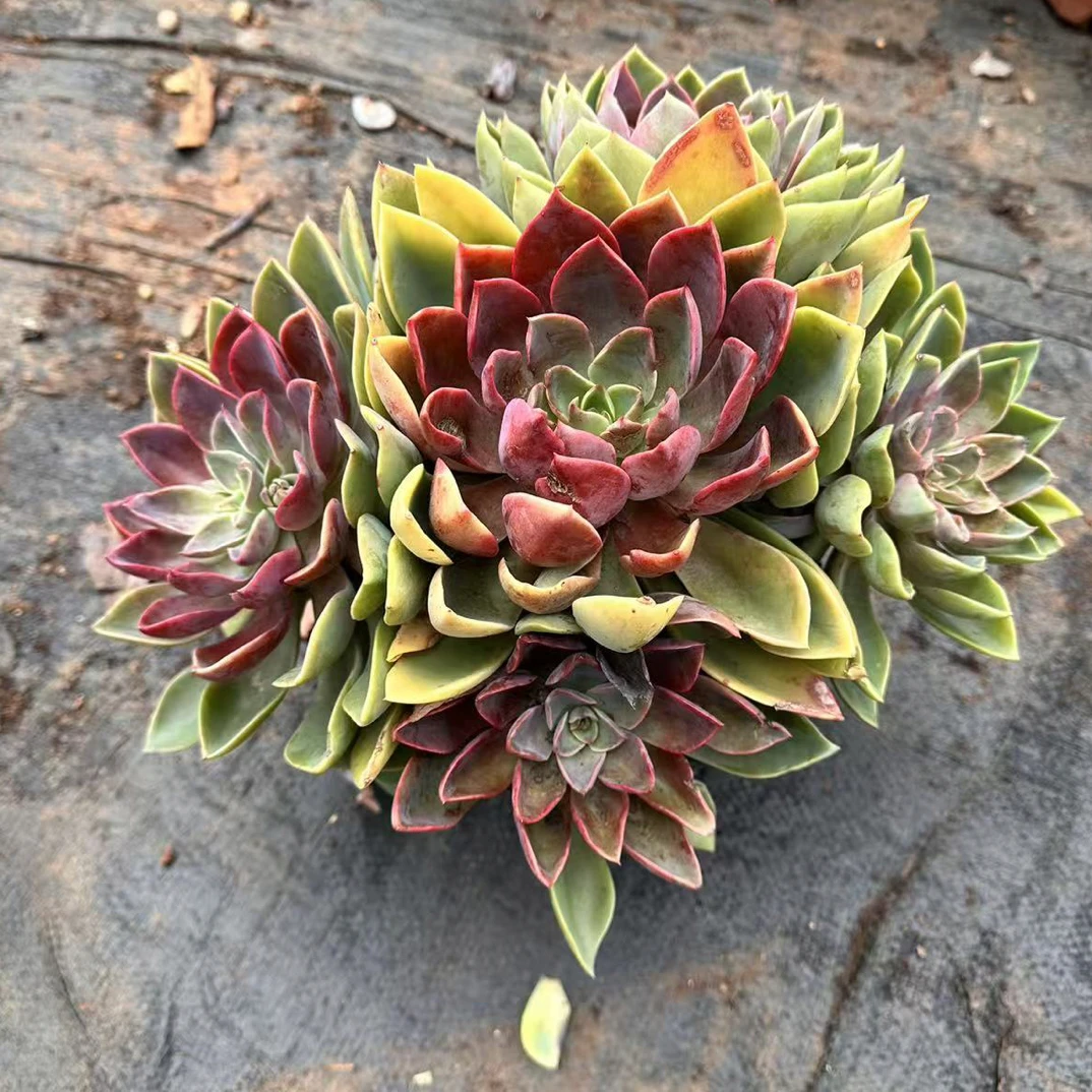 琼斯  金金精品多肉植物