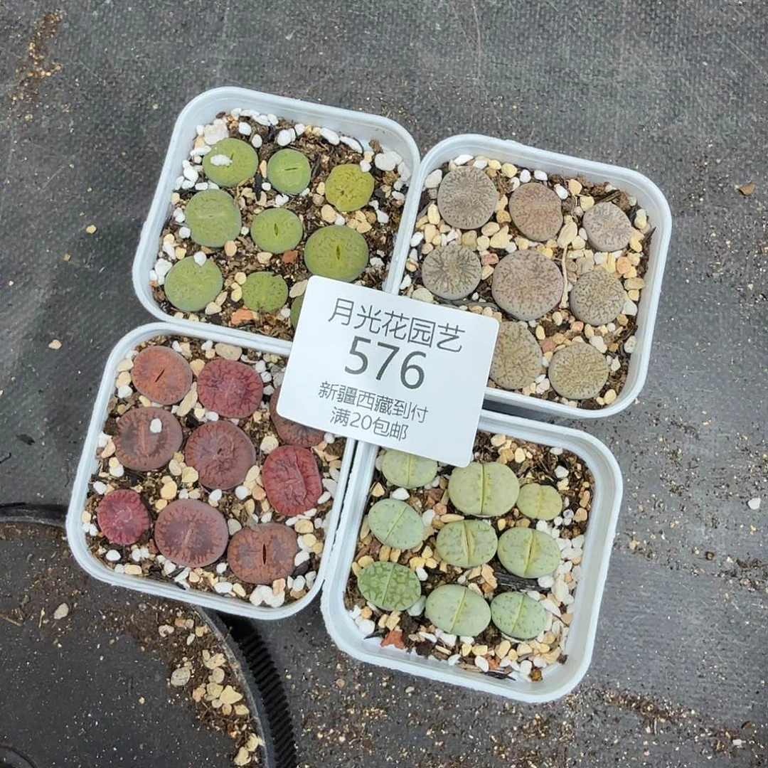 是一个不想被束缚到自己576这个