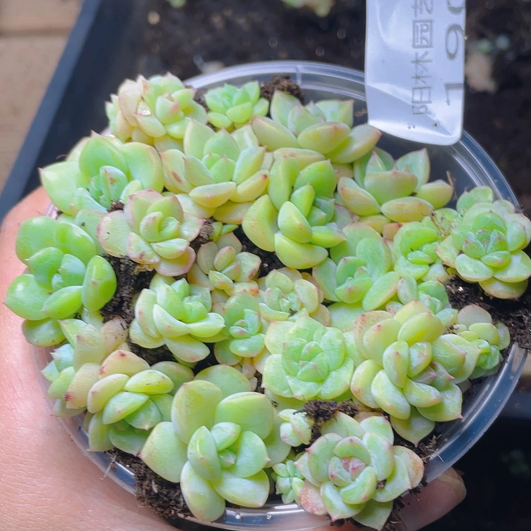 多肉植物多肉植物190