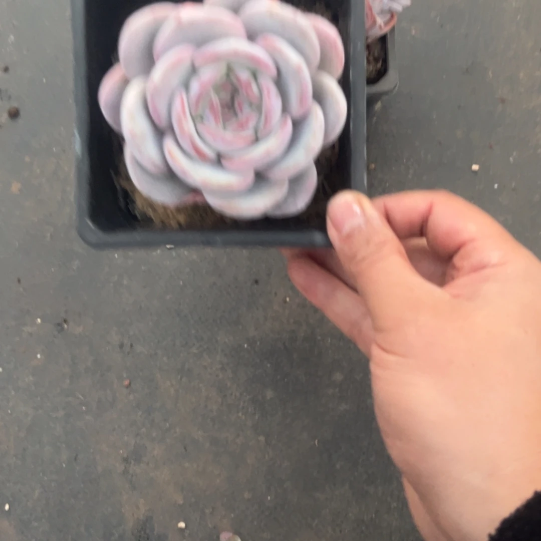 双***灵双灵姐的单头石榴籽