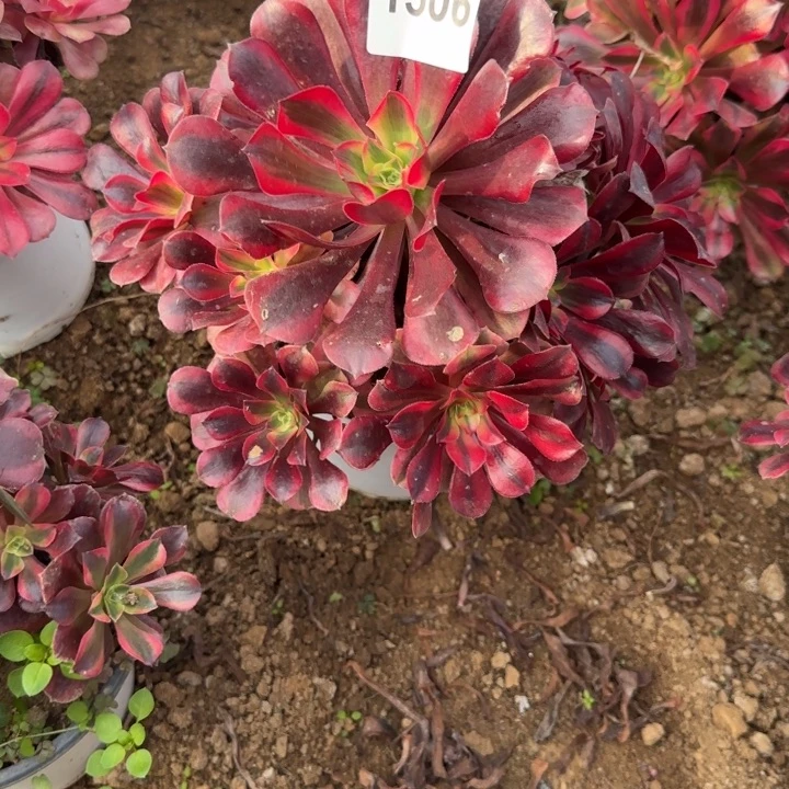 1506 清棚处理不包断枝