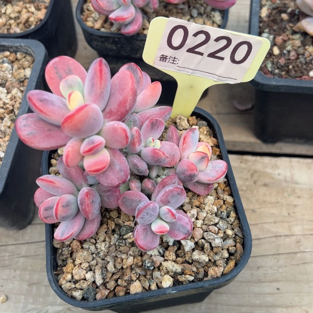 乒乓福娘锦多肉植物