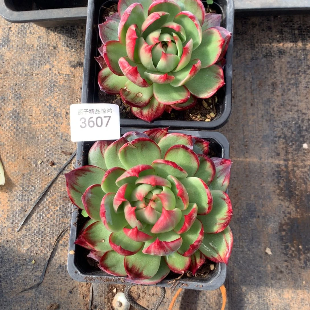 绯***王3607一物一拍2颗11厘米不售后