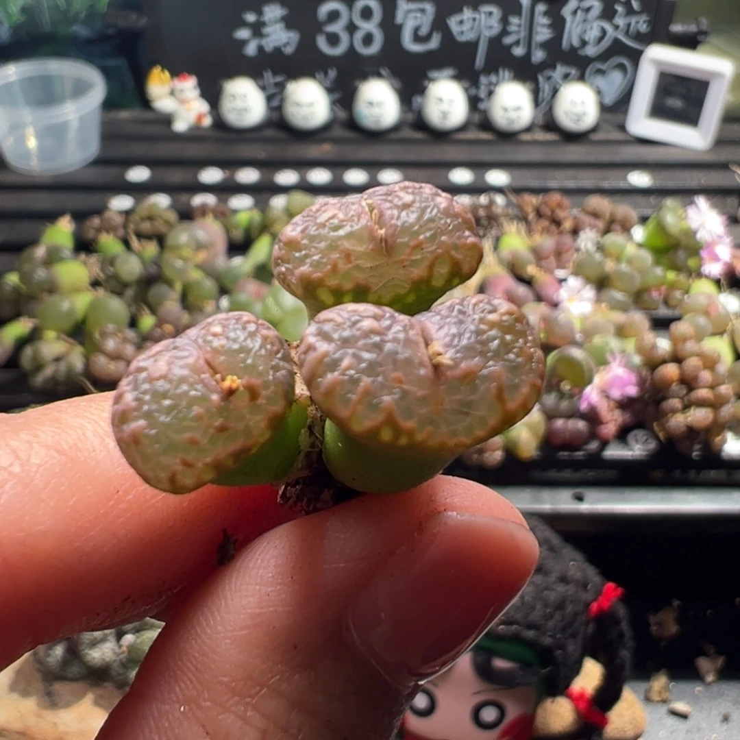 42号透窗冠幅2.2厘米