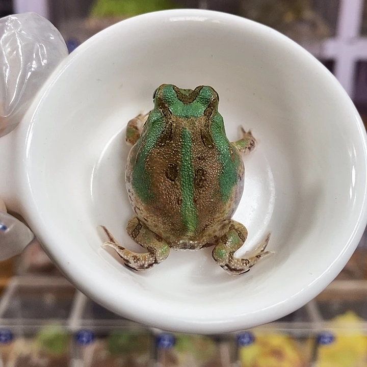 角蛙472号微瑕疵蓝波子