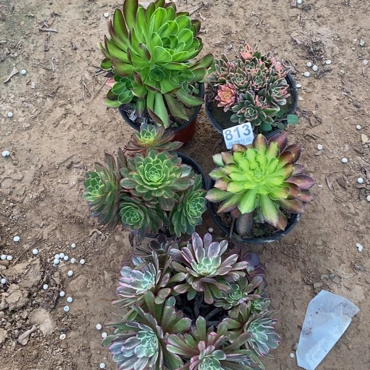813红金刚多肉植物