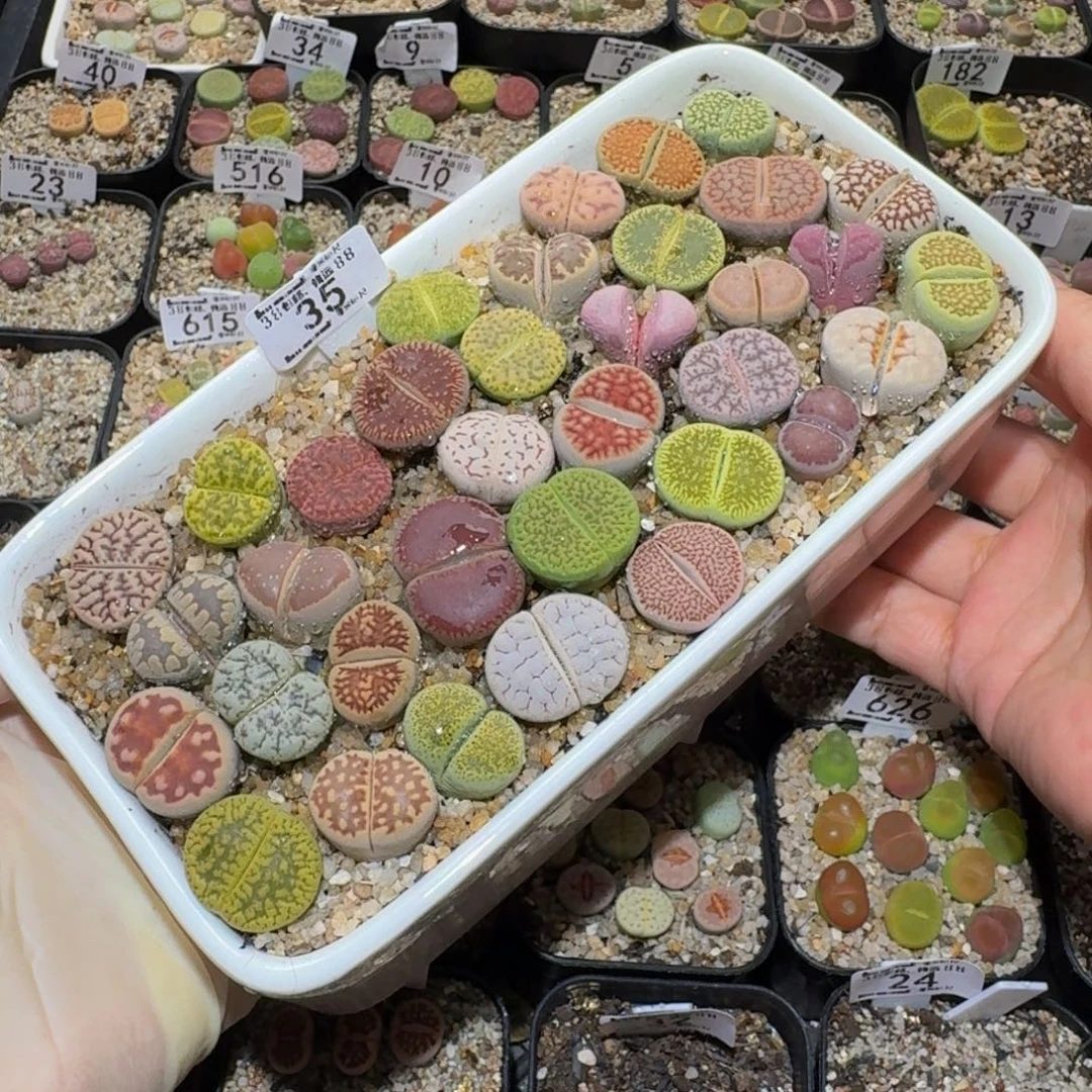 Ssss精品生石花35母本