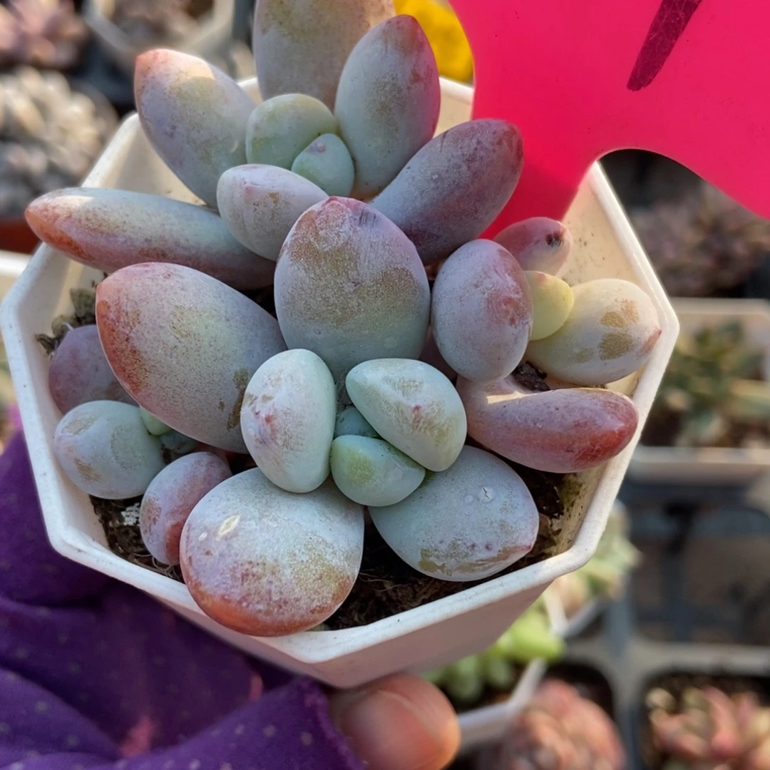 807雪美人多肉植物多肉