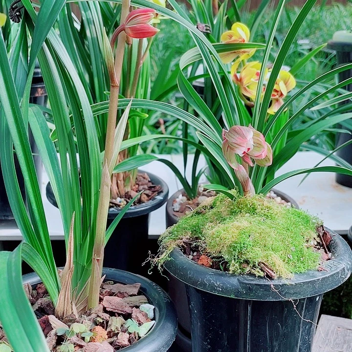 和***世完全开放一物一漂亮