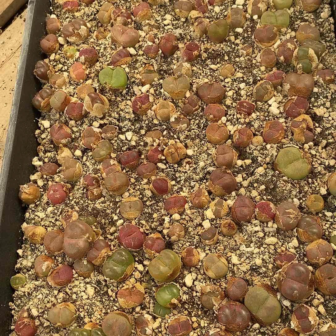 3092一筐福利带筐土