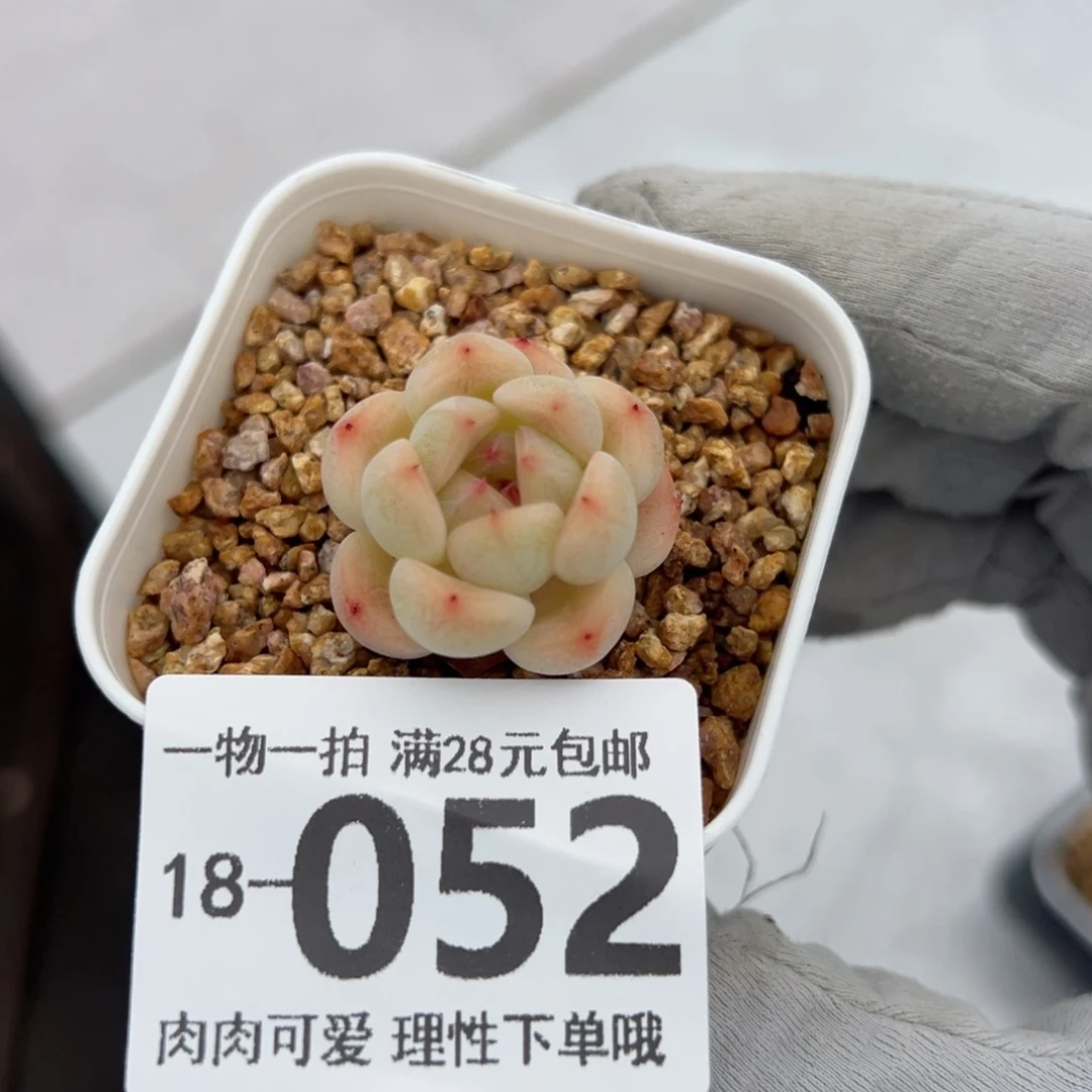 蜜糖甜心多肉多肉多肉多肉