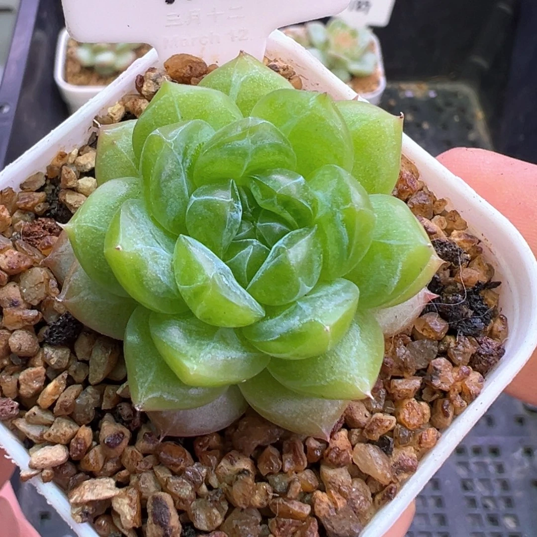118号月痕晗雨多肉植物