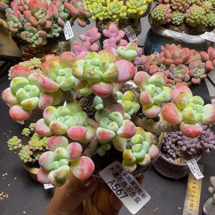 白罗琦567/10cm多肉