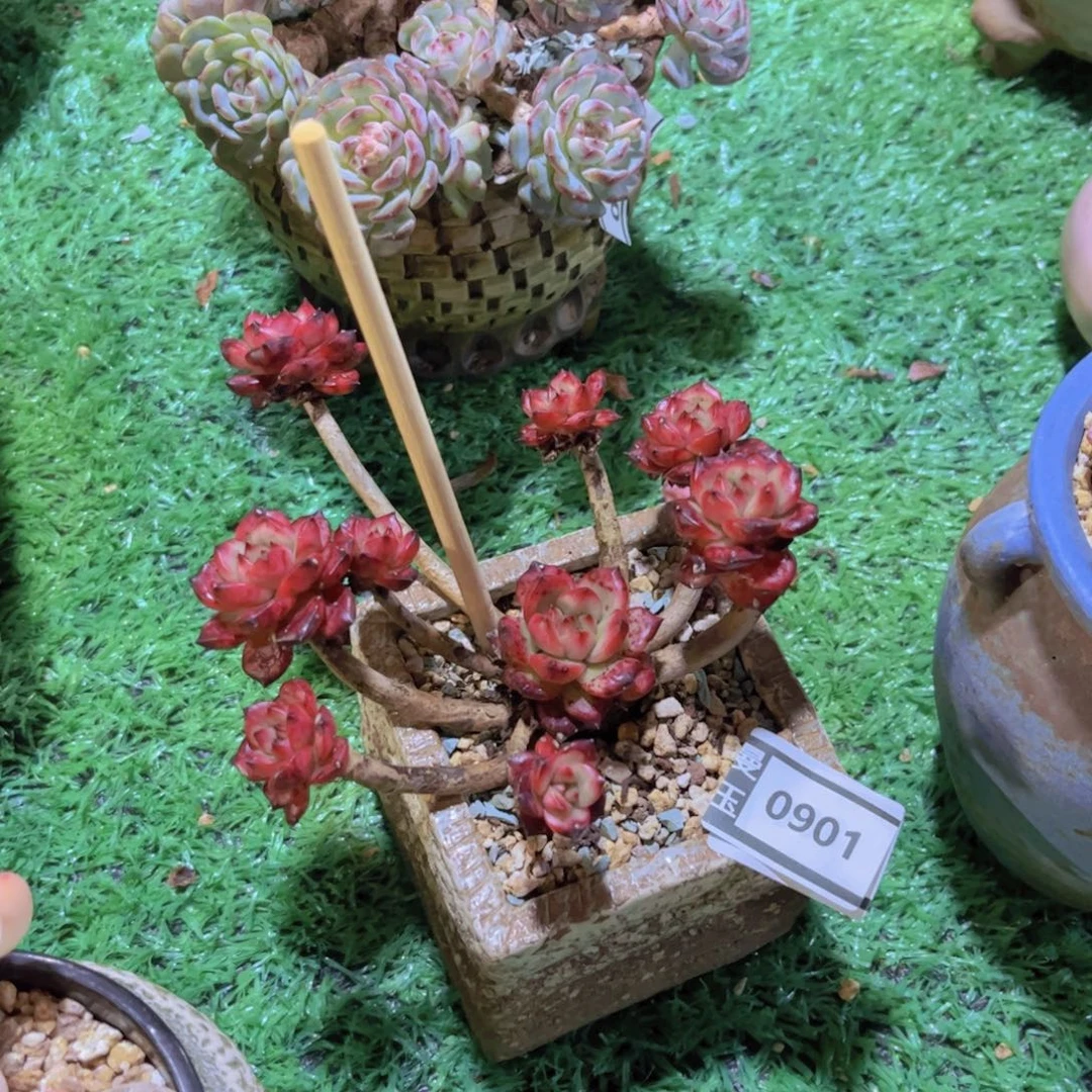 TM多肉多肉植物0901