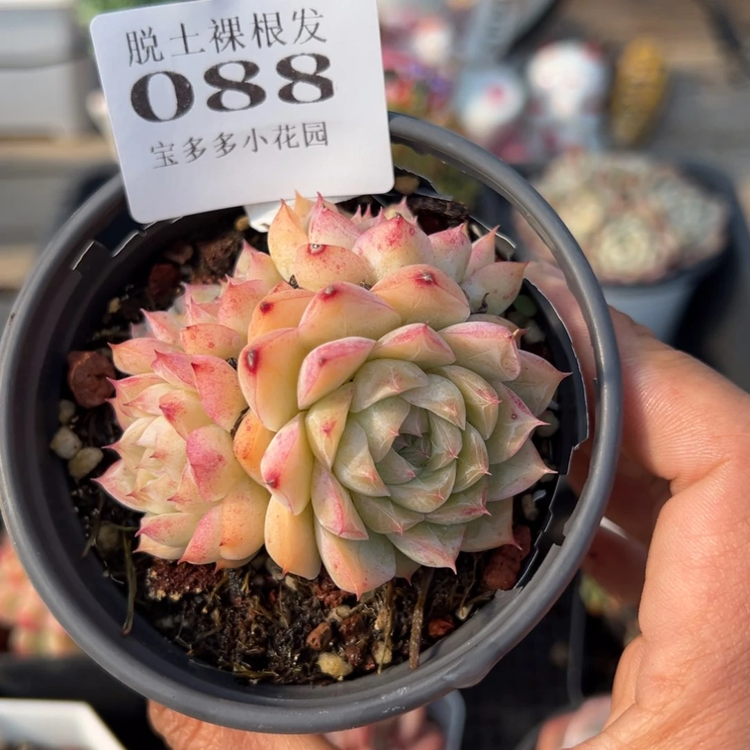 女王群多肉满28包邮脱土发