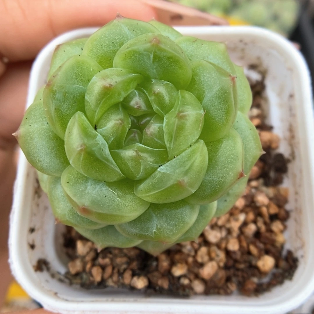 绿透珍妮可拍843号