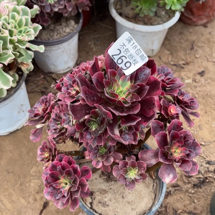 269美杜莎桩不太直1