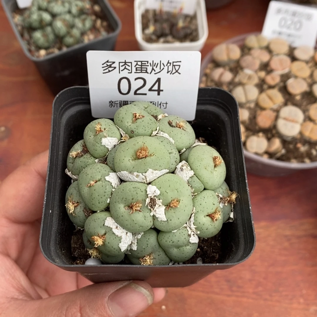 感谢您的支持，大饼，024
