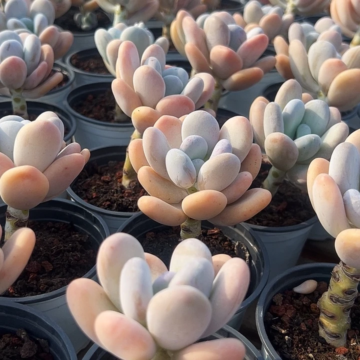 橙雪球       福利多多