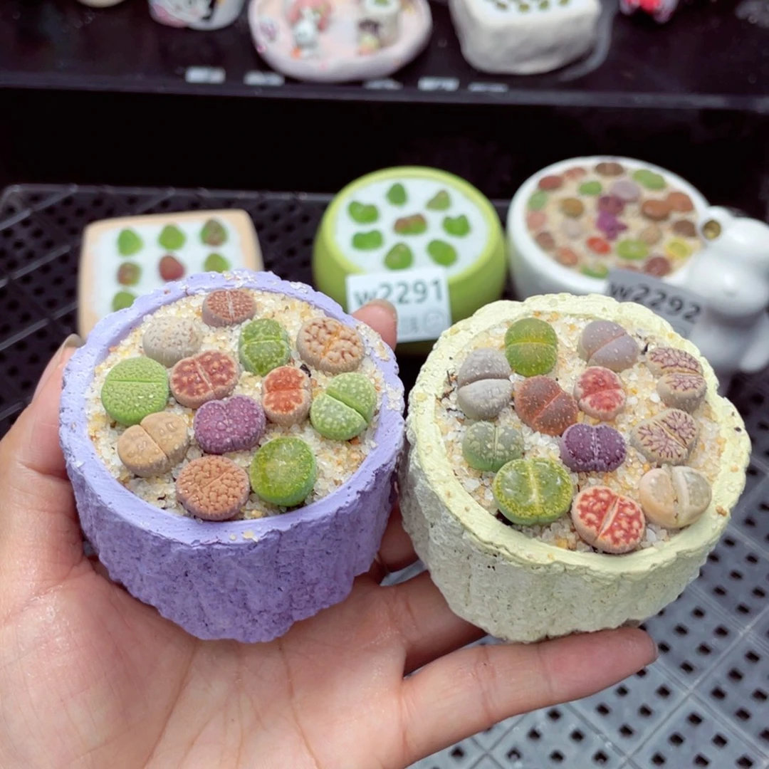 w2293 带盆土发货也要拍