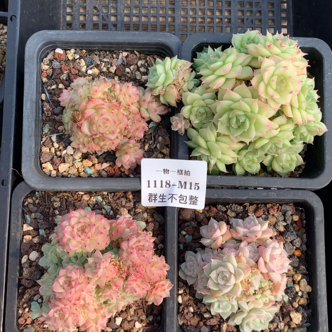 一物一框拍 1118-M15 群生不包整 4颗