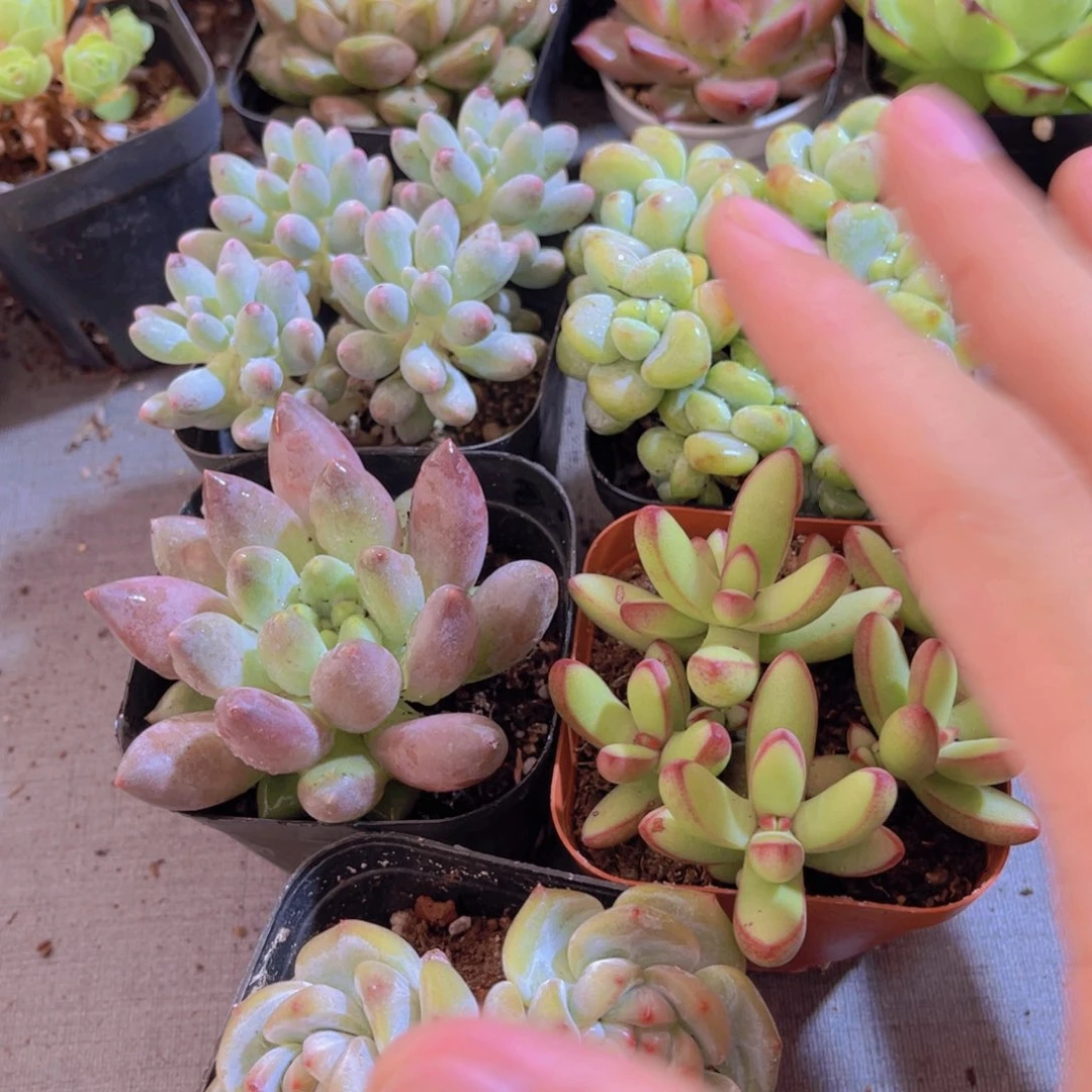 KO老板娘套餐多肉植物