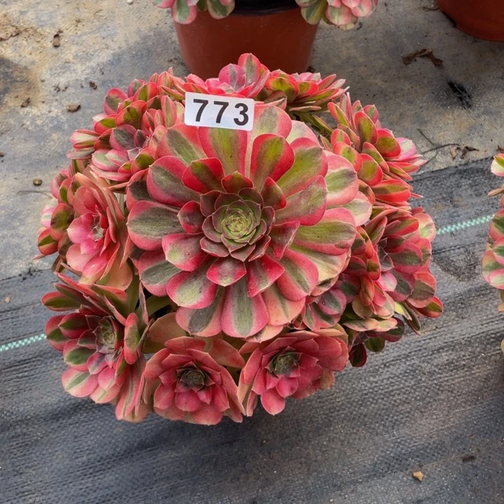 773老庄多肉法师雨荷