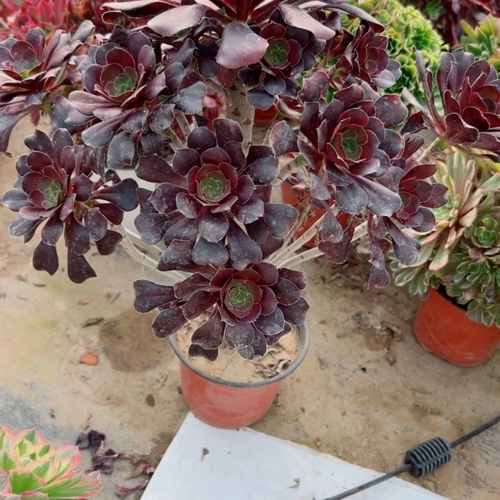 301yuan y圆叶多肉有掉头一个