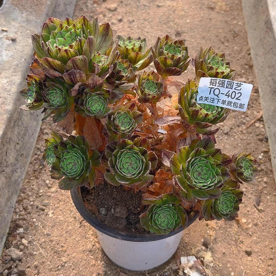 绿魔多肉植物一号402