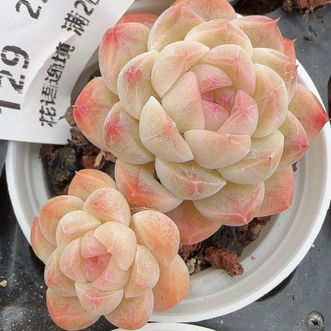 花语逸境0204-129