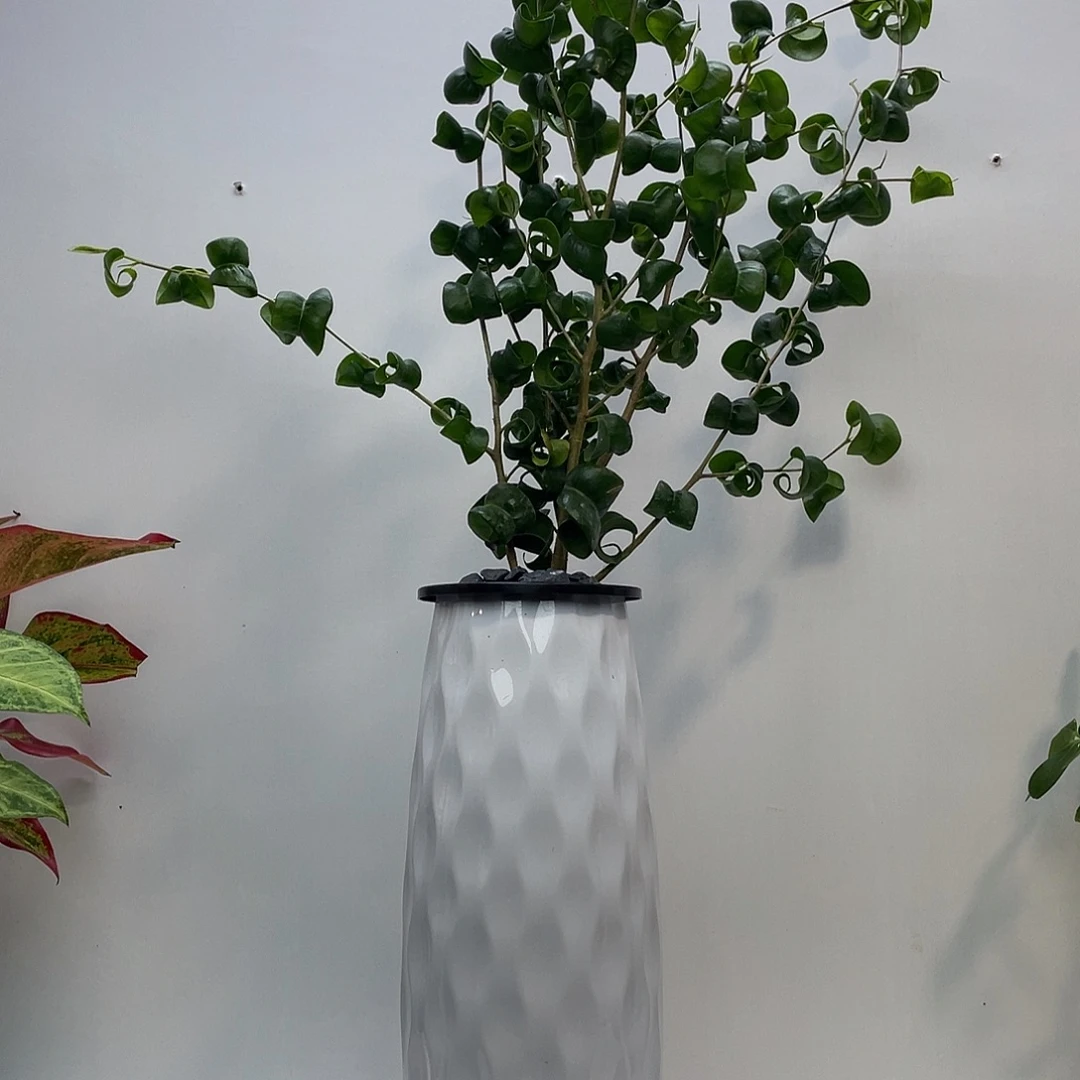 无花朵水培植物栽培技术