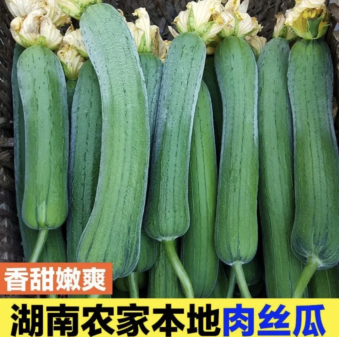［湖南当季丝瓜］正宗本地露天丝瓜新鲜农家菜自种绿色蔬菜