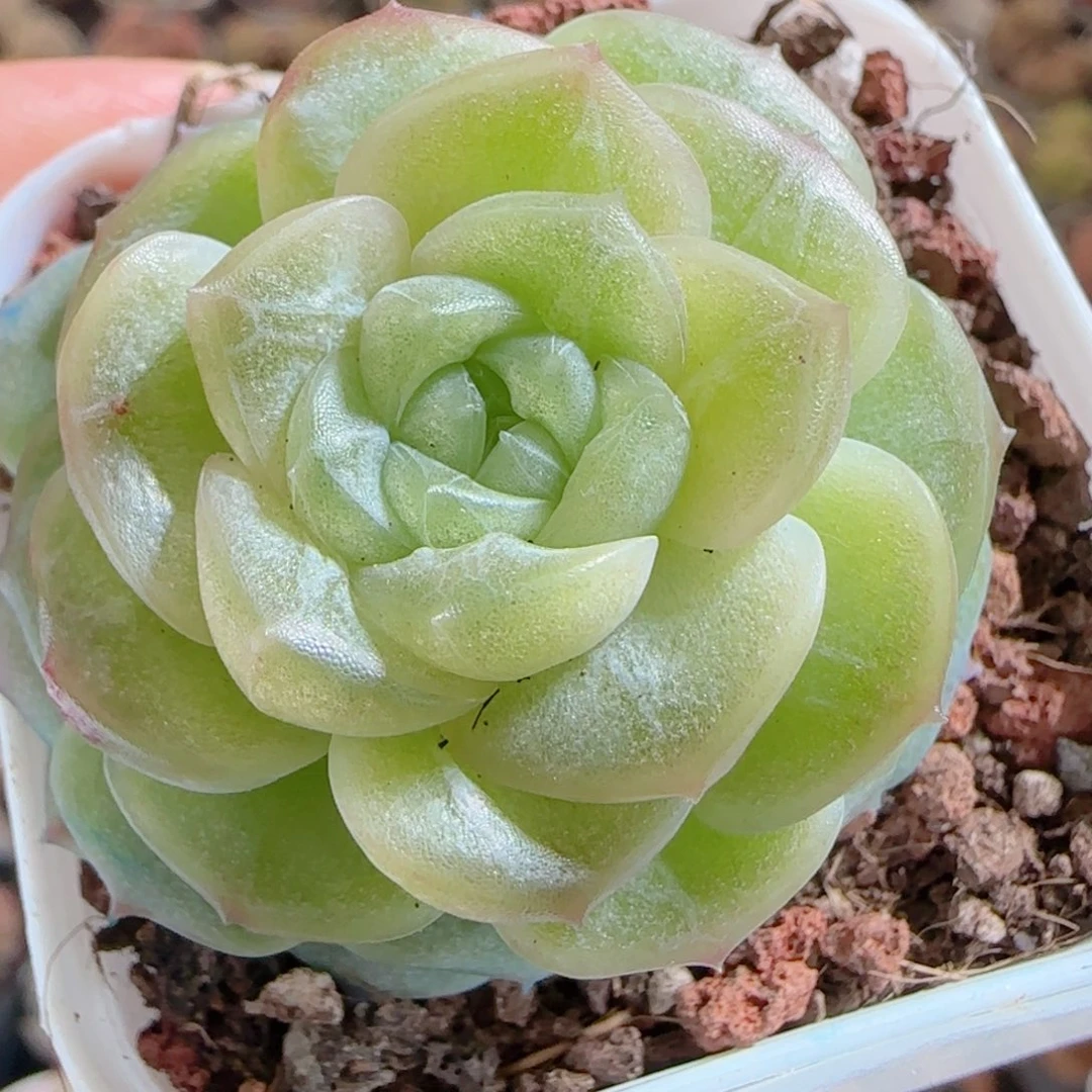 花语多肉0103-37无尽灯