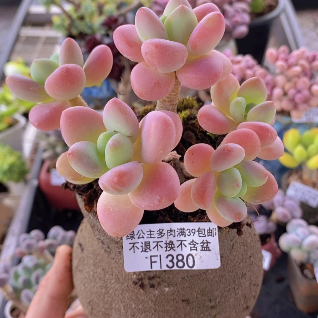 洛神老桩9cm380多肉植物