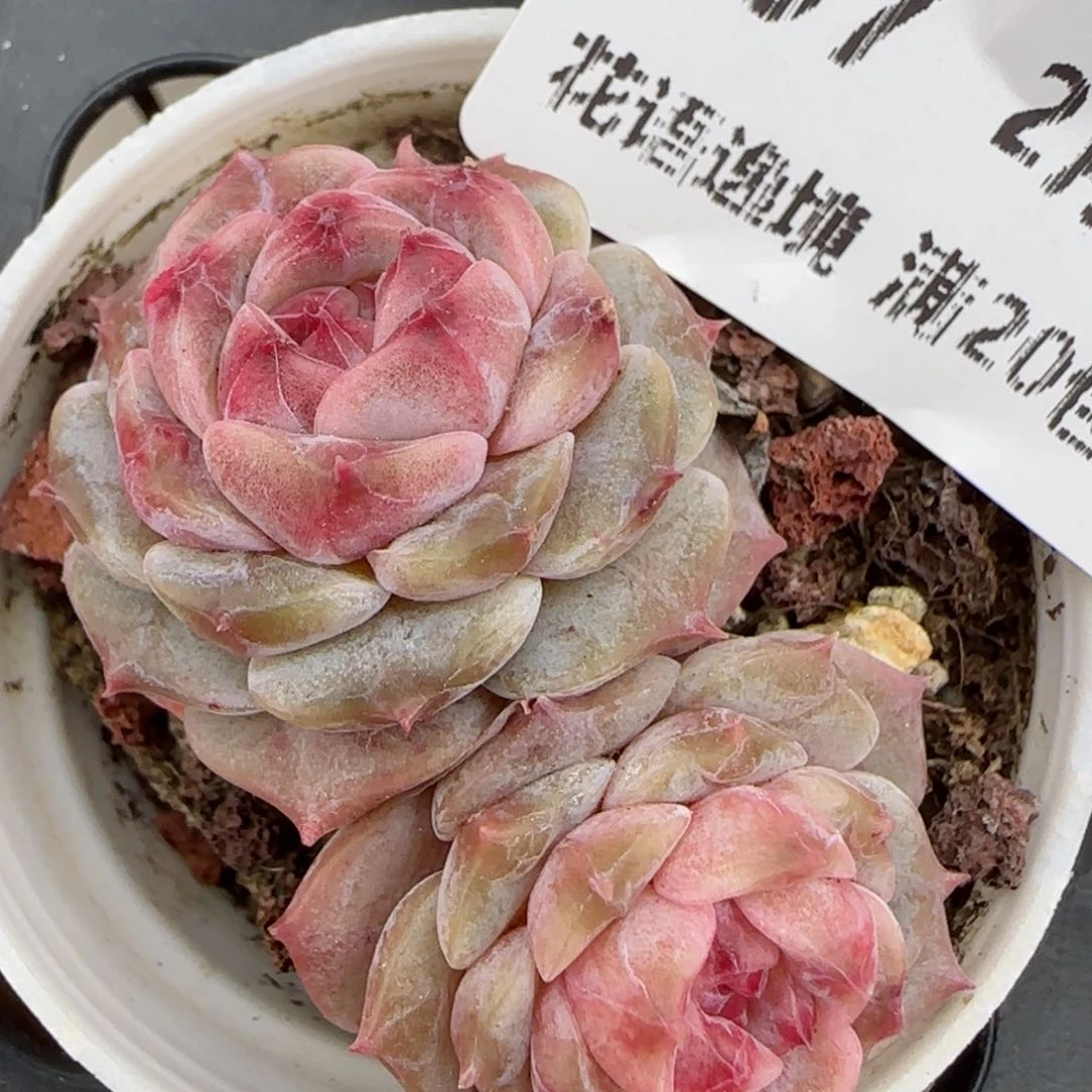 花语逸境0209-397