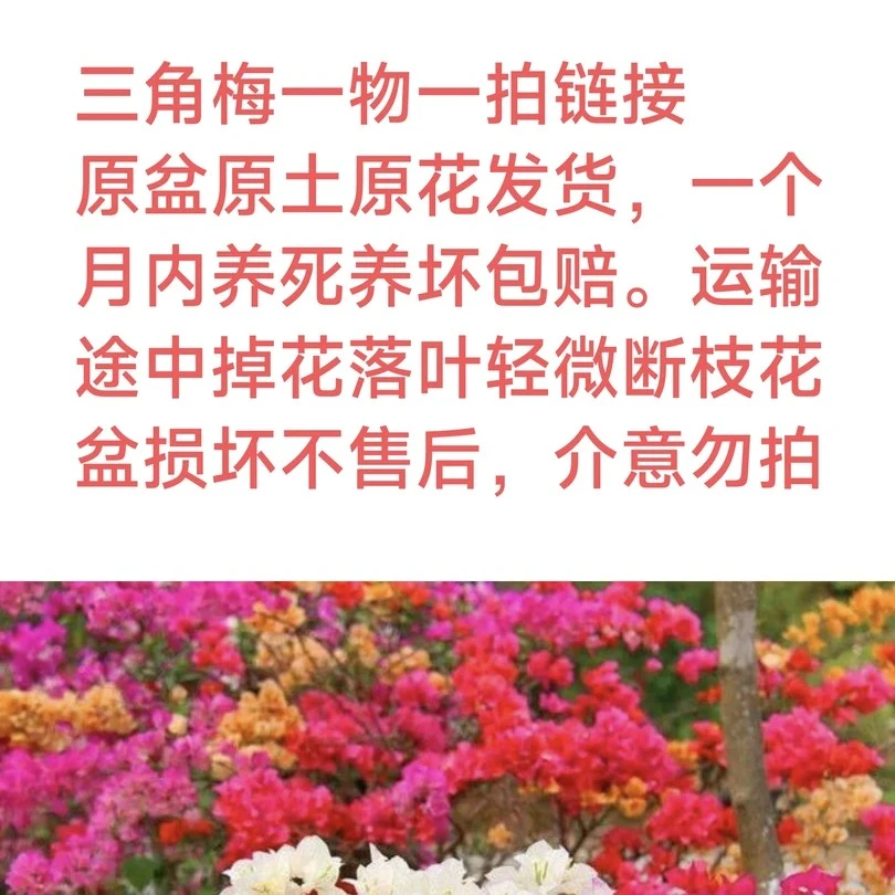 三角梅一物一拍二五