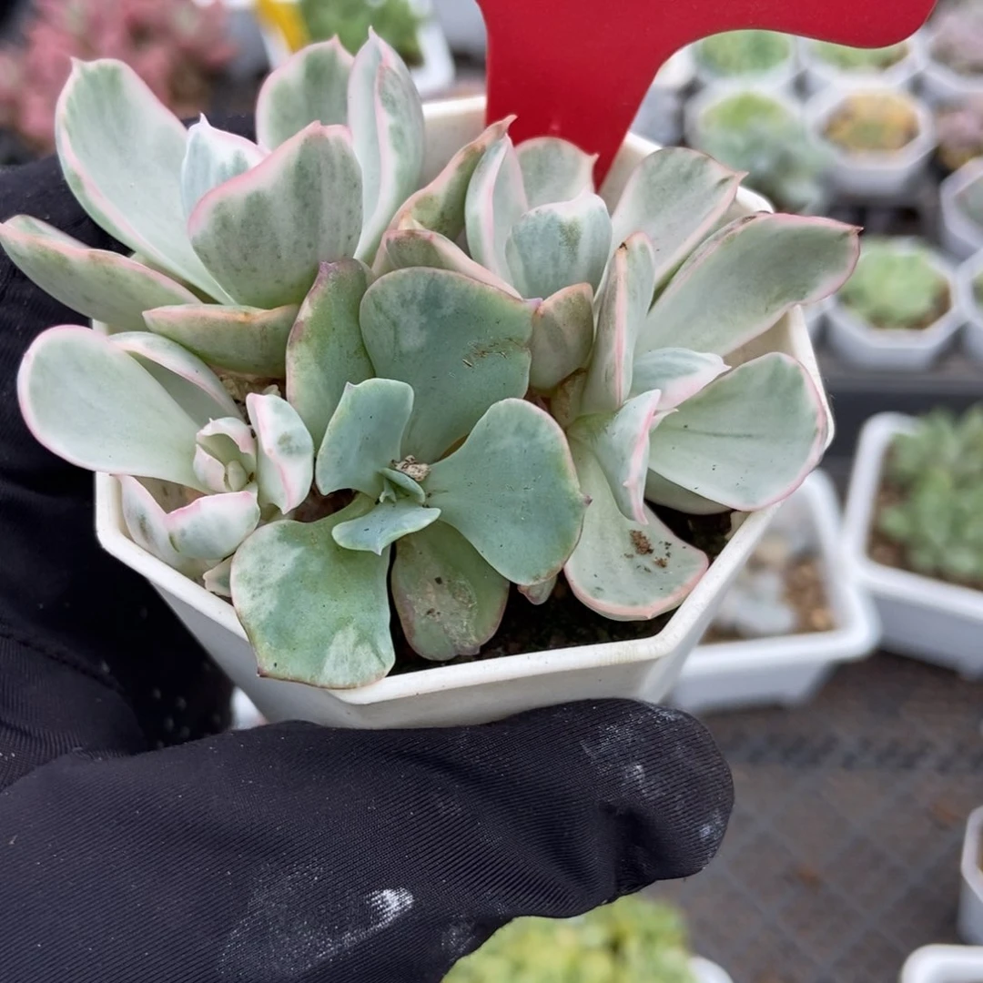 810伯克利锦多肉植物保护