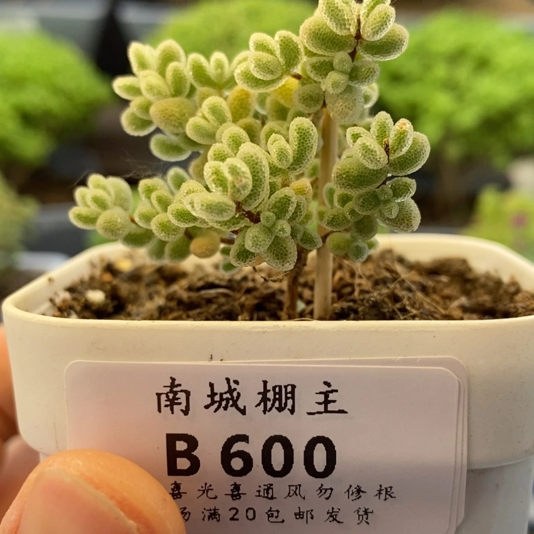 600冰钻枝干番杏