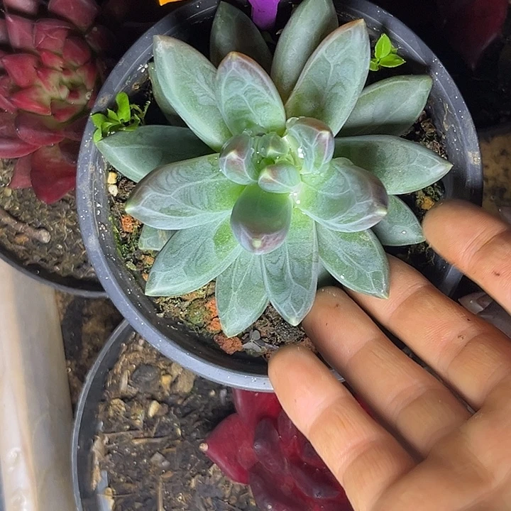 多肉植物雪黛莉403