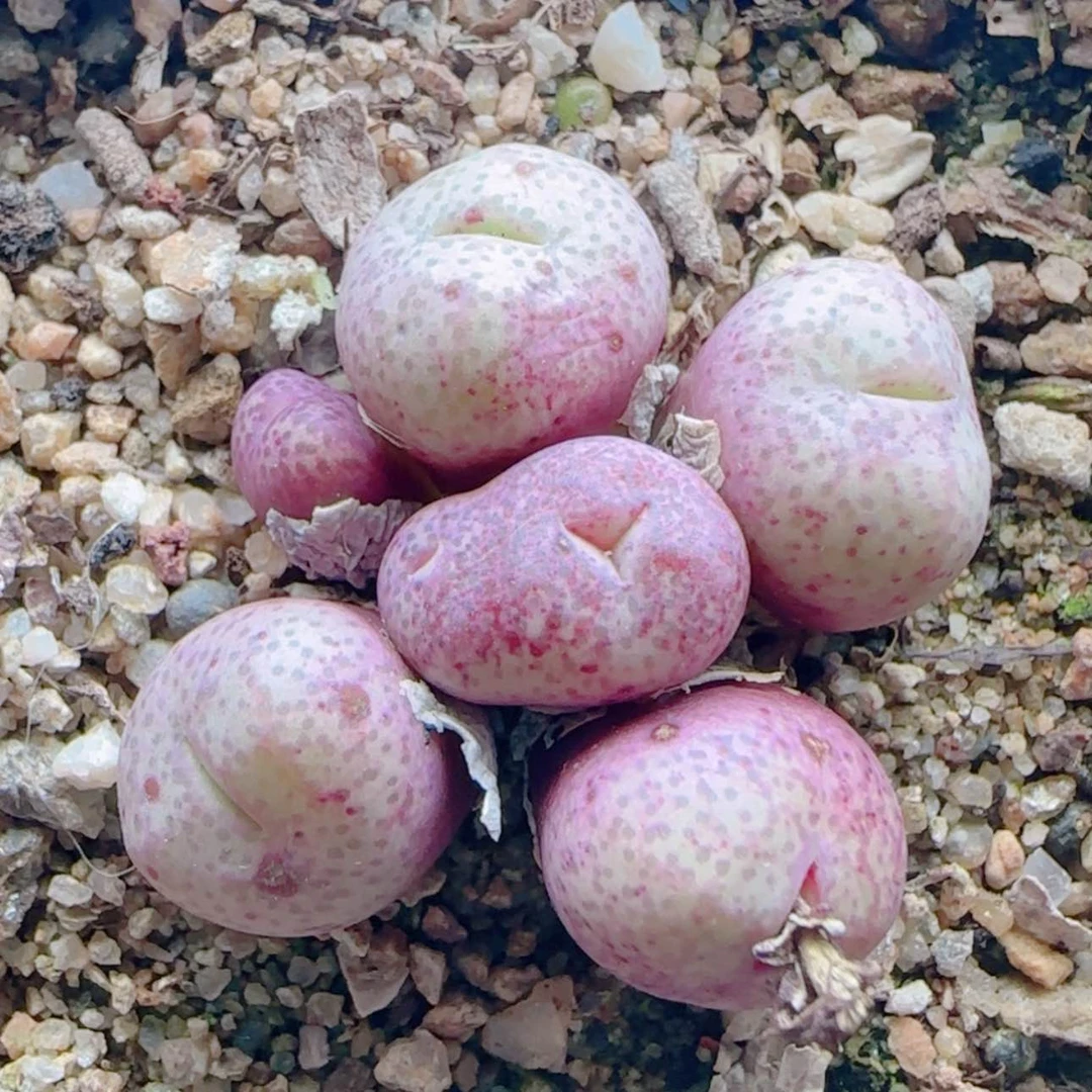 【闪购商品】21175